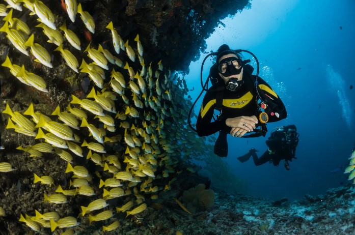 Participate in scuba diving and snorkelling